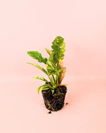 Philodendron Ring of Fire M