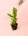 Philodendron Ring of Fire M - Pur Plant