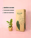 Philodendron Ring of Fire M - Pur Plant