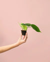 Philodendron Scandens Mini - Pur Plant