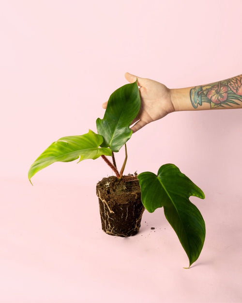 Philodendron Squamiferum M - Pur Plant