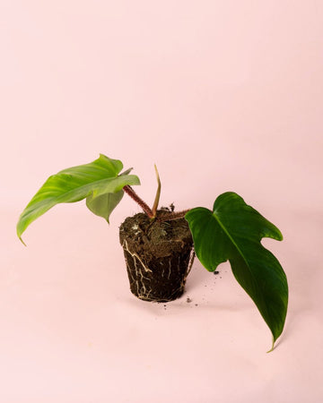 Filodendro Squamiferum M
