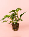 Philodendron White Princess M - Pur Plant