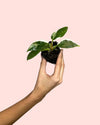 Philodendron White Princess Mini - Pur Plant