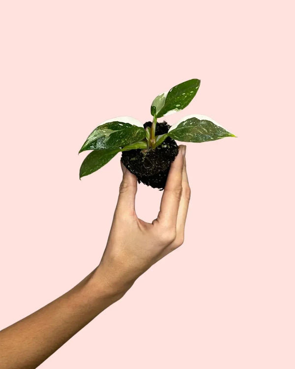 Cuidados da Philodendron White Princess
