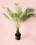 Phoenix Roebelenii L