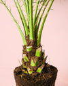 Phoenix Roebelenii M - Pur Plant