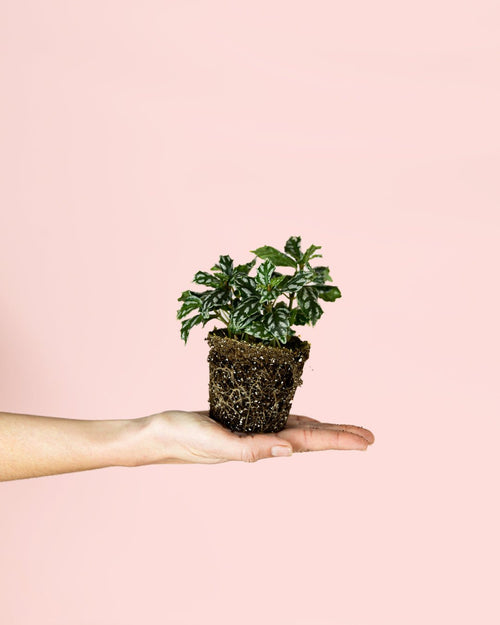 Pilea Cadierei Mini - Pur Plant