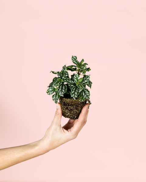 Pilea Cadierei Mini