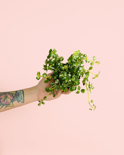 Pilea Depressa São Paulo Mini - Pur Plant