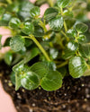 Pilea Depressa São Paulo Mini - Pur Plant