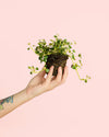 Pilea Depressa São Paulo Mini - Pur Plant