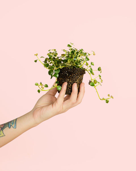 Pilea Depressa São Paulo Mini