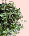 Pilea Greyzy M - Pur Plant