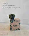 Pilea Greyzy M - Pur Plant