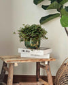 Pilea Greyzy M - Pur Plant