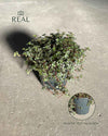 Pilea Greyzy M - Real - Pur Plant