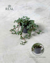 Pilea Greyzy Mini - Pur Plant