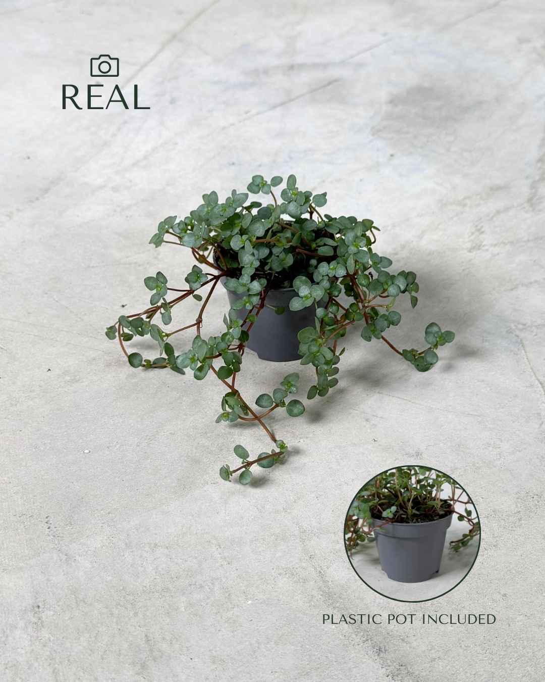 Pilea Greyzy Mini - Pur Plant