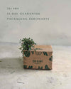 Pilea Greyzy Mini - Pur Plant