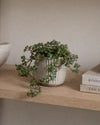 Pilea Greyzy Mini - Pur Plant