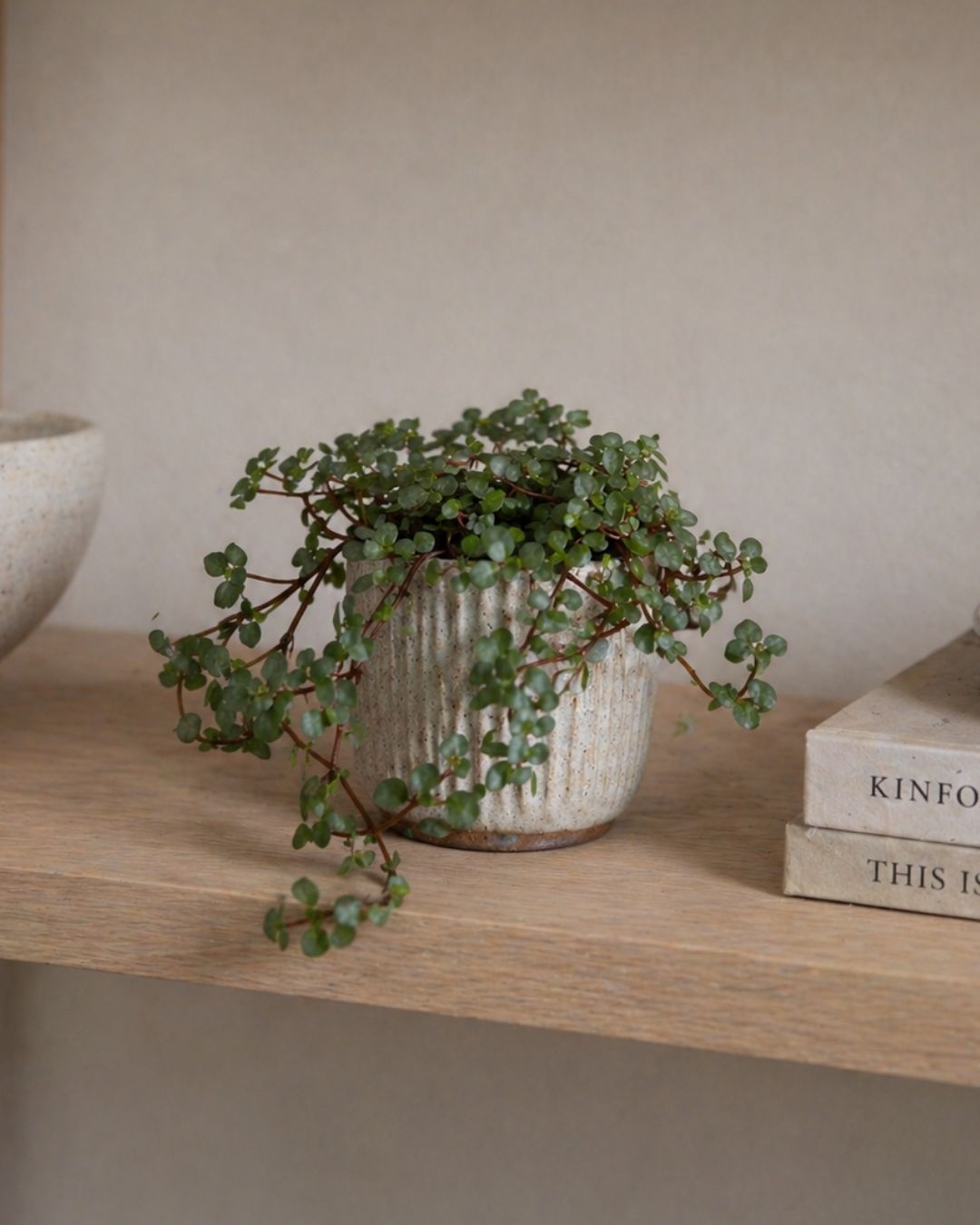 Pilea Greyzy Mini - Pur Plant
