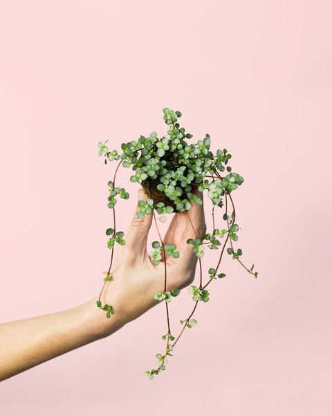 Pilea Greyzy Mini