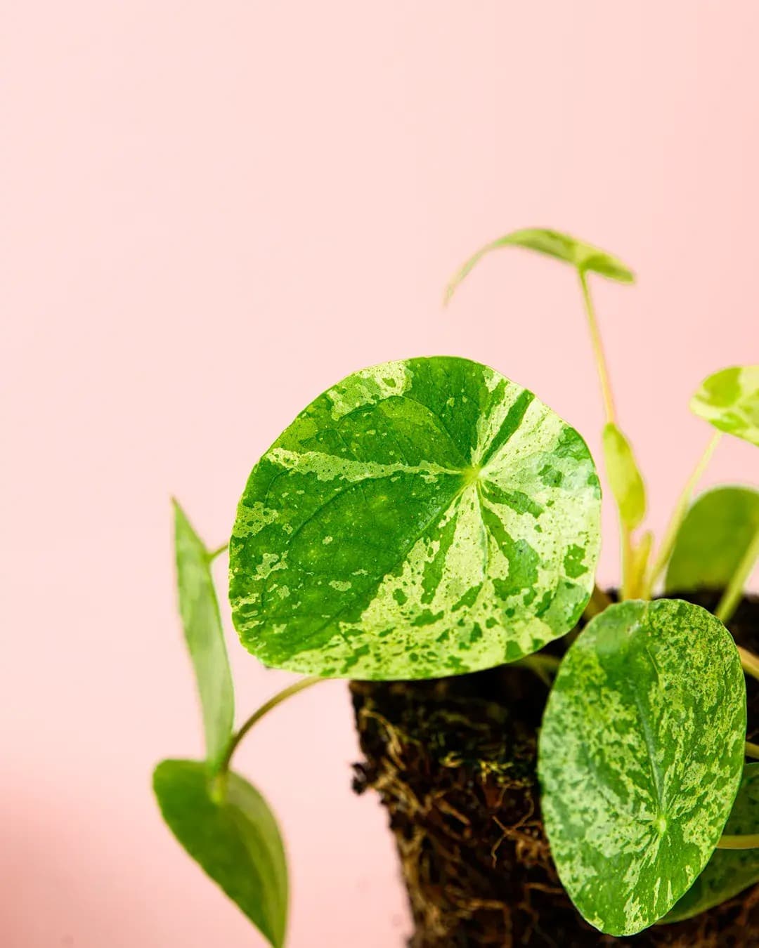Pilea Mojito M - Pur Plant