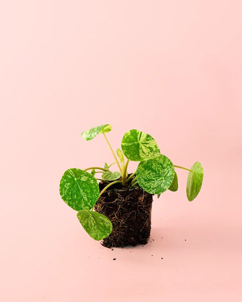 Pilea Mojito M