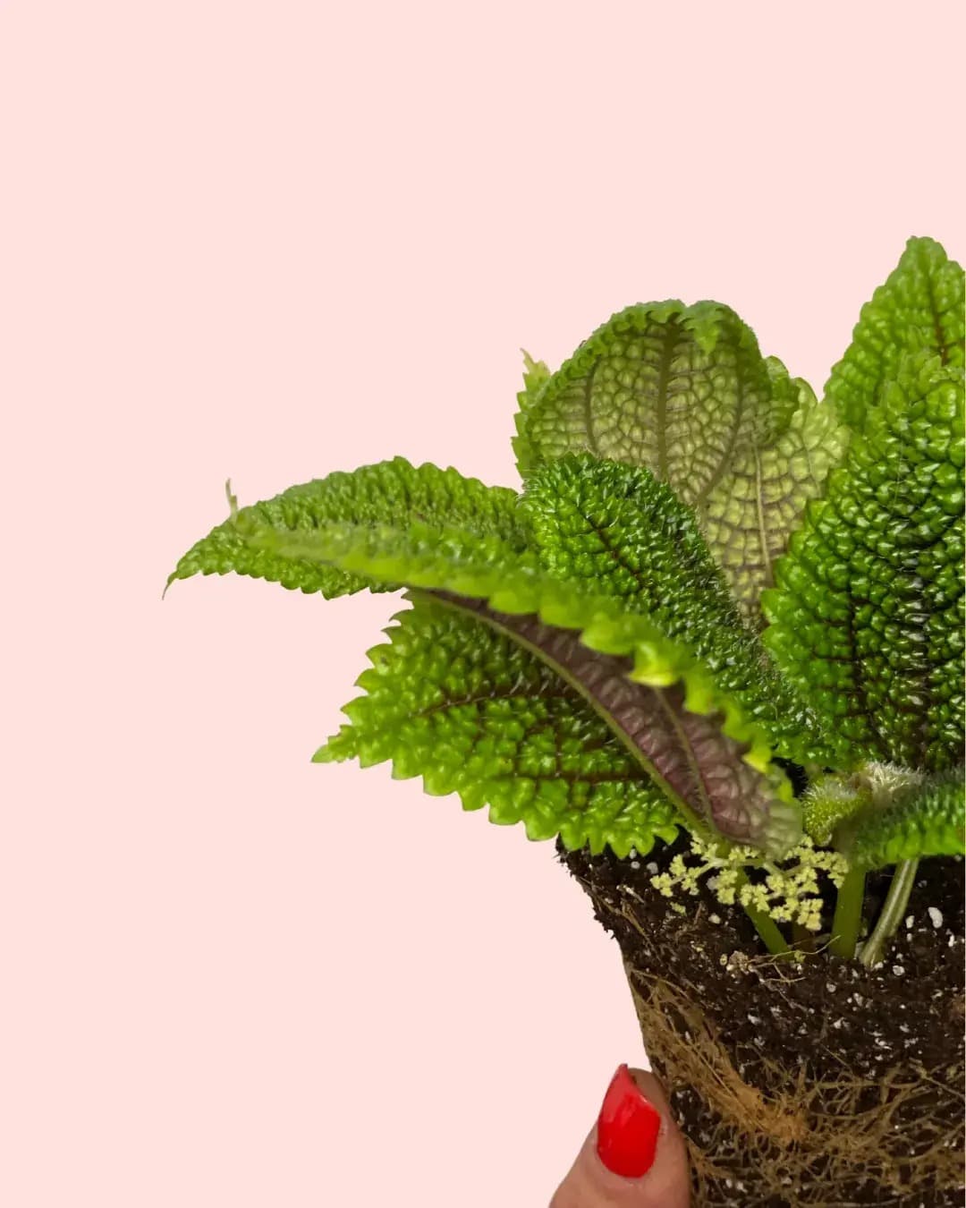 Pilea Moon Valley Mini - Pur Plant