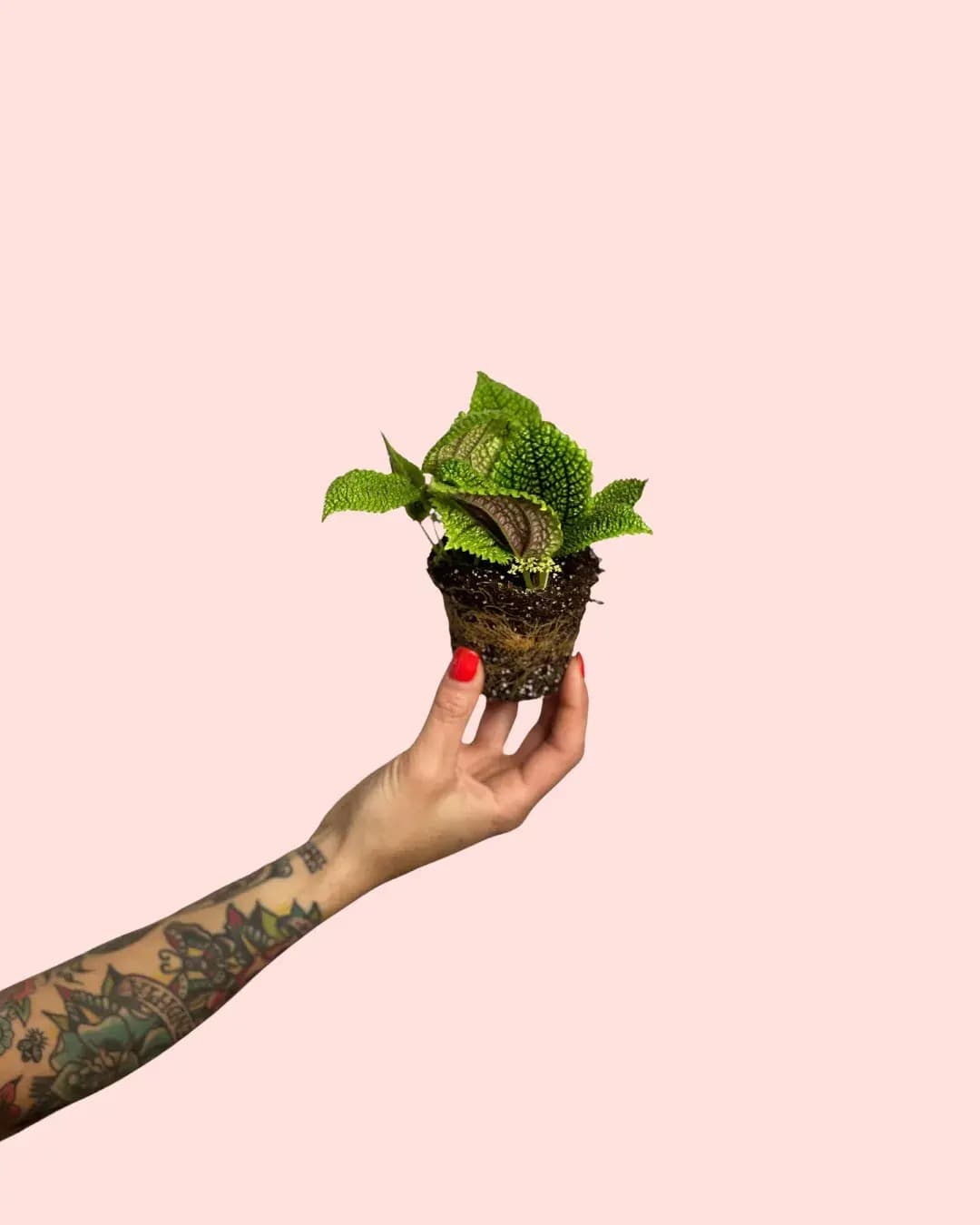 Pilea Moon Valley Mini - Pur Plant