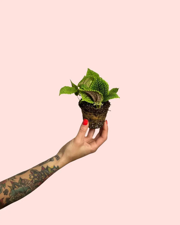 Como Cuidar da Pilea