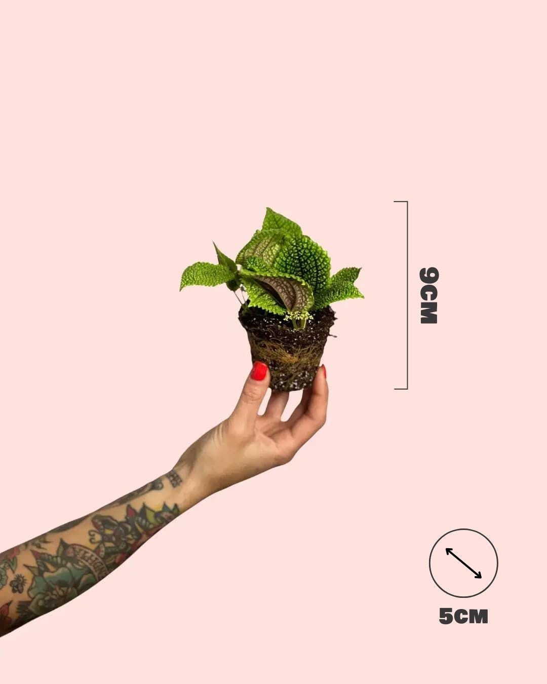 Pilea Moon Valley Mini - Pur Plant