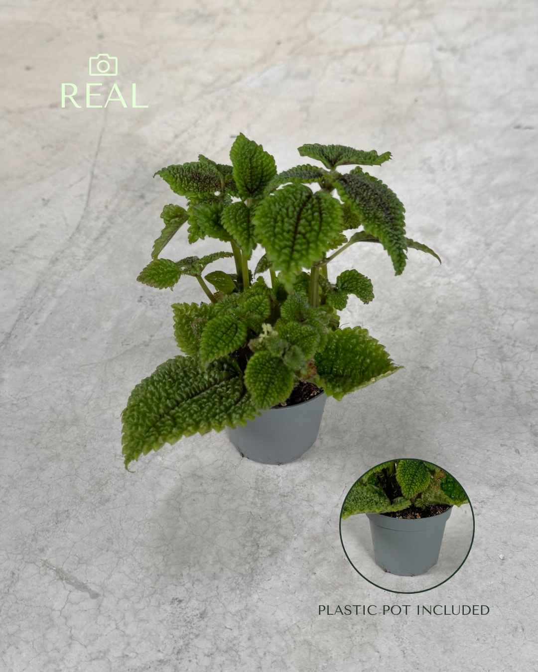 Pilea Moon Valley Mini - Pur Plant