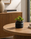 Pilea Moon Valley Mini - Pur Plant