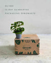 Pilea Moon Valley Mini - Pur Plant