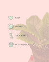 Pilea Moon Valley Mini - Pur Plant