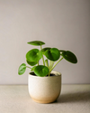 pilea-peperomioides-bebe-minimin_2