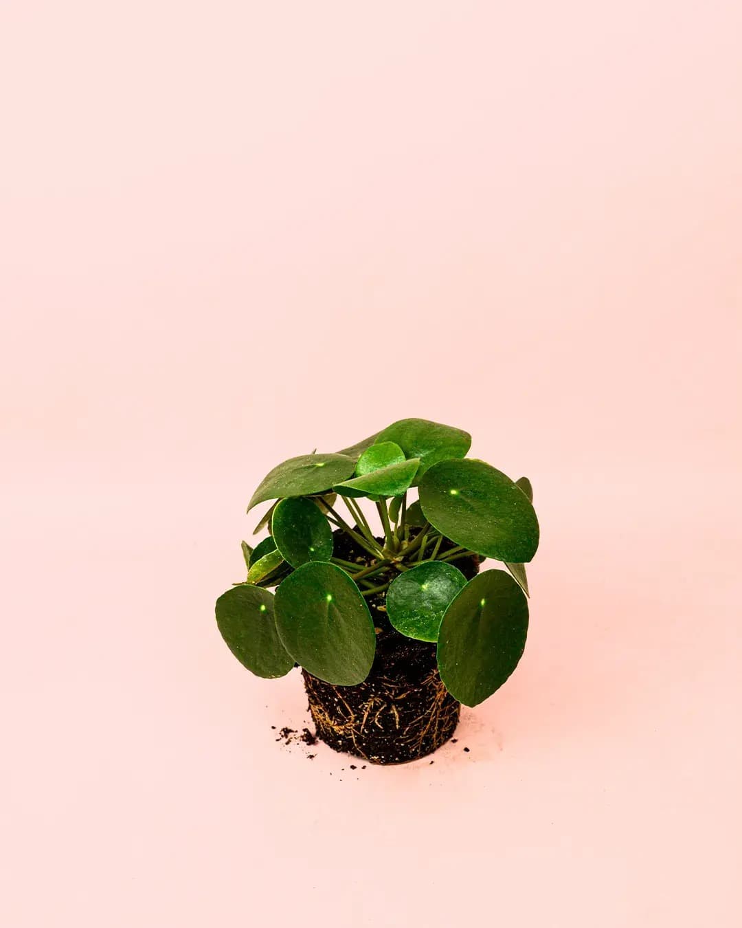 Pilea Peperomioides M - Pur Plant
