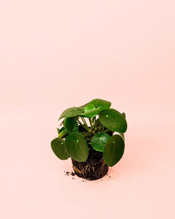 Como Cuidar Pilea Peperomioides