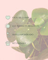 Pilea Peperomioides M - Pur Plant