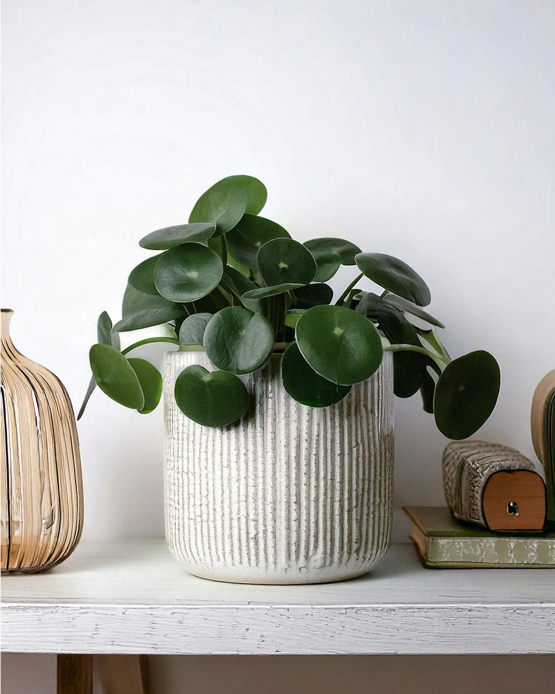 pilea-peperomioides-m-contexto_2