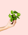 Pilea Peperomioides Mini - Pur Plant
