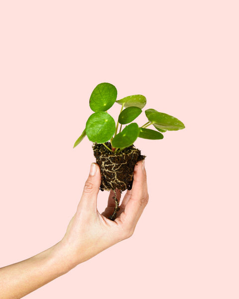 Pilea Peperomioides Mini