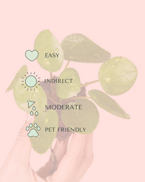 pilea-peperomioides-mini-care