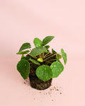 Pilea Peperomioides Sugar M
