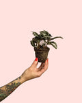 Pilea Spruceana Prata Mini