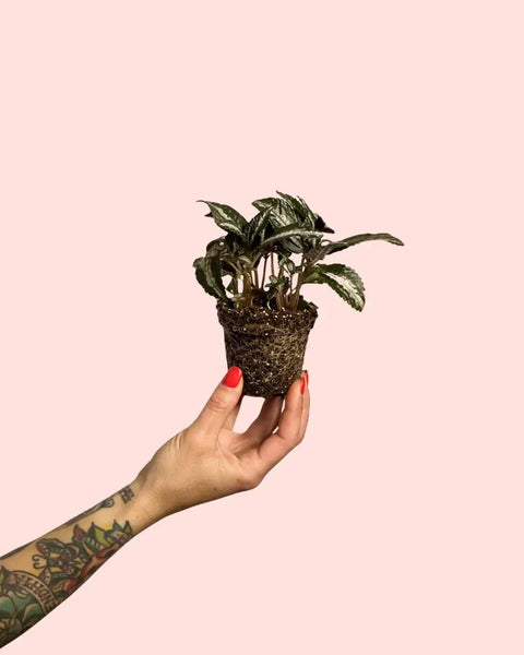 Pilea Spruceana Prata Mini