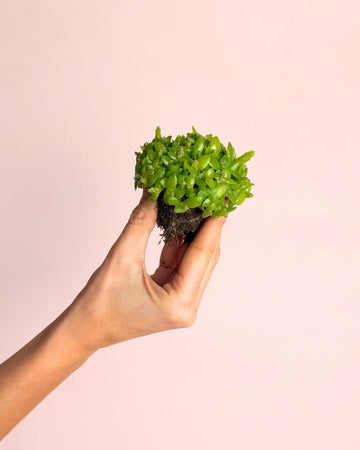 Pitaya Mini – Cacto Hylocereus Undatus