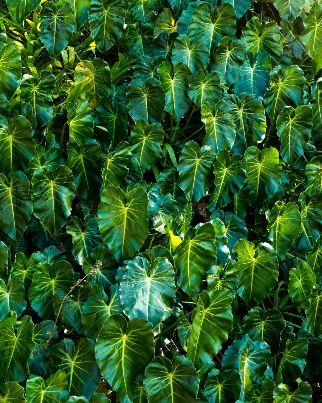 plant doctor consulta problemas con plantas gratis 